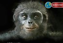 New Study on Ardipithecus ramidus Ankle Suggests Humans Evolved From African Ape‑Like Ancestor