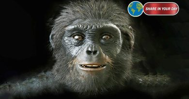 New Study on Ardipithecus ramidus Ankle Suggests Humans Evolved From African Ape‑Like Ancestor