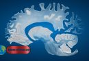 Male Brains Shrink Faster Than Female Brains, Study Finds