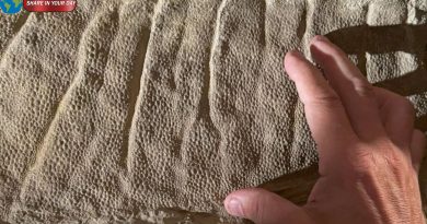 Hoofed and Preserved: The Remarkable “Mummified” Duck-Billed Dinosaur Discovery