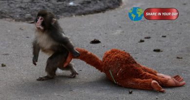 Lonely Baby Monkey Goes Viral — And His IKEA Comfort Toy Sells Out