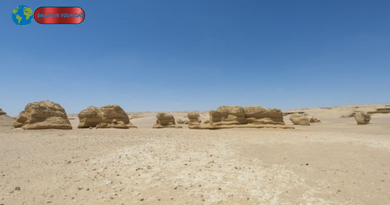 Shark Graveyard: 7 Species Found in Egypt Desert