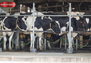 Trump Tariffs Hit Canada’s Dairy Farmers as US Sales Stall