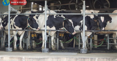 Trump Tariffs Hit Canada’s Dairy Farmers as US Sales Stall