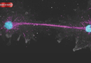 Fire Amoeba Sets New Heat Record for Complex Life