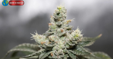 Frequent Cannabis Use Linked to Severe Seizures