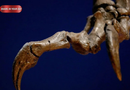 T. Rex Trackway Reveals How the Giant Dinosaur Walked