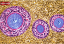 Scientists Discover a Surprising Second Role for Ovaries After Menopause